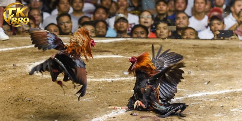 মোরগ লড়াই বেটিং: অনলাইন মোরগ লড়াইয়ের পূর্ণাঙ্গ গাইডলাইন